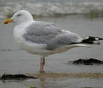 European Herring Gull