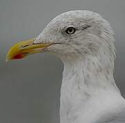 European Herring Gull