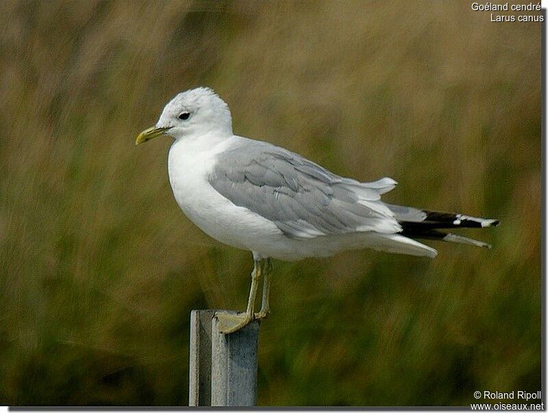 Mew Gull