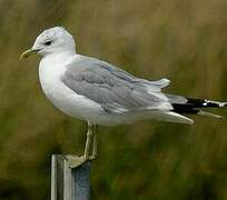 Mew Gull