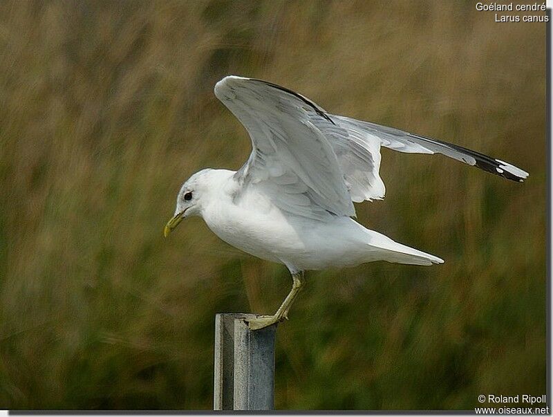 Mew Gull