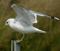 Mew Gull