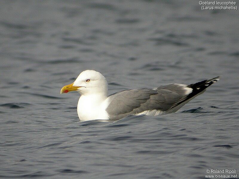 Yellow-legged Gull