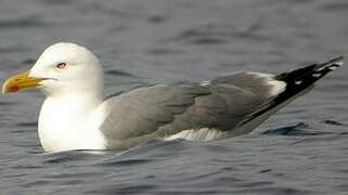 Yellow-legged Gull