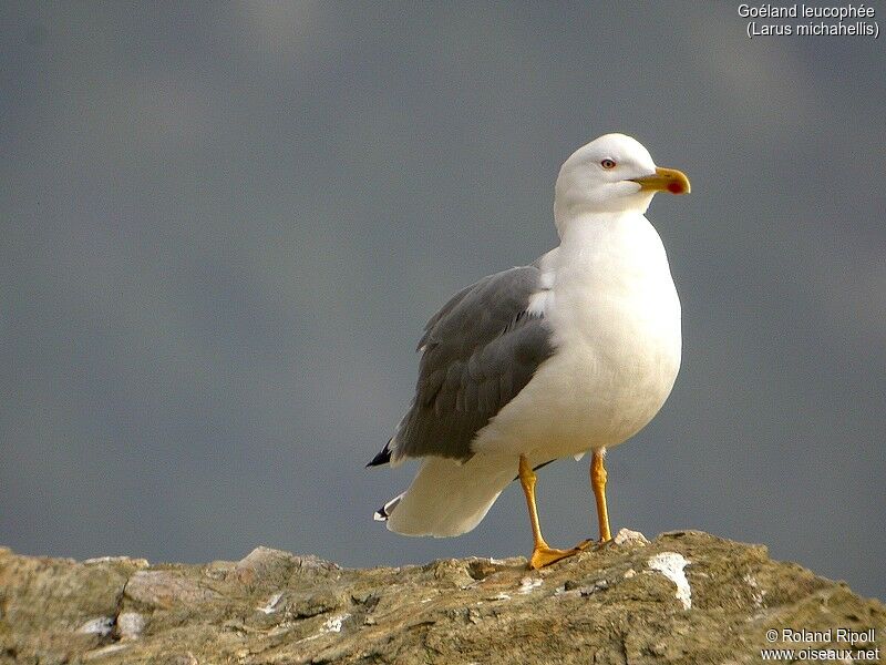 Yellow-legged Gull