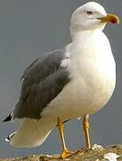 Yellow-legged Gull