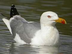 Yellow-legged Gull