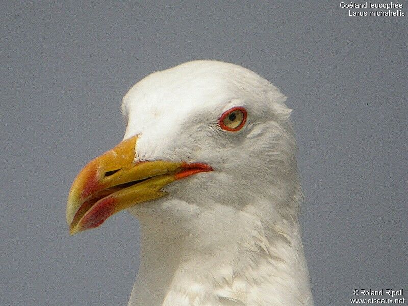 Yellow-legged Gulladult breeding