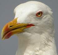 Yellow-legged Gull