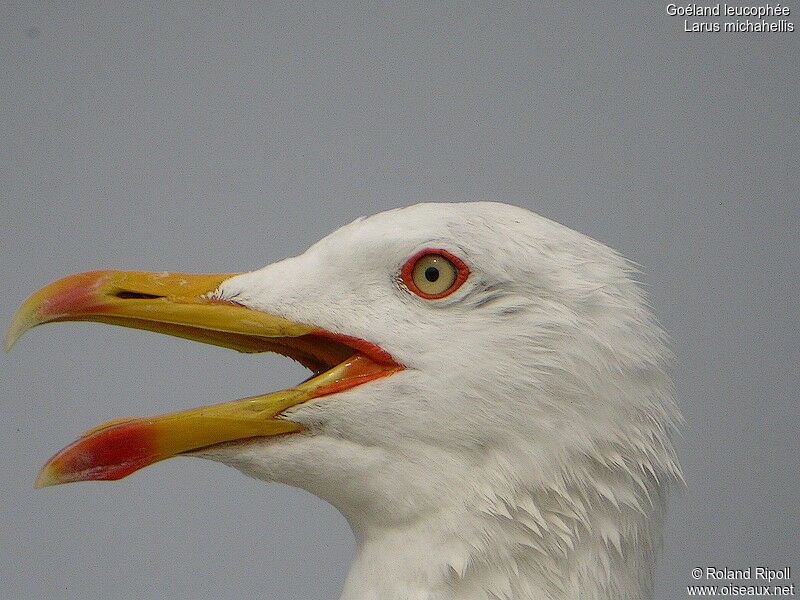 Yellow-legged Gulladult breeding