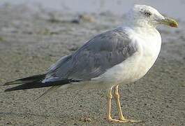 Yellow-legged Gull