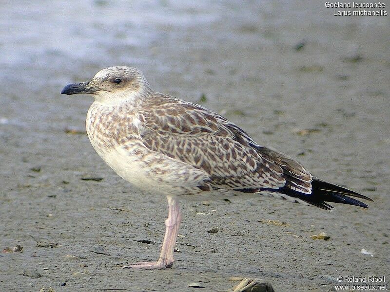 Yellow-legged Gulljuvenile