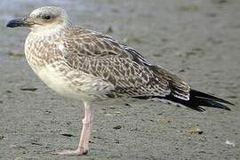 Yellow-legged Gull