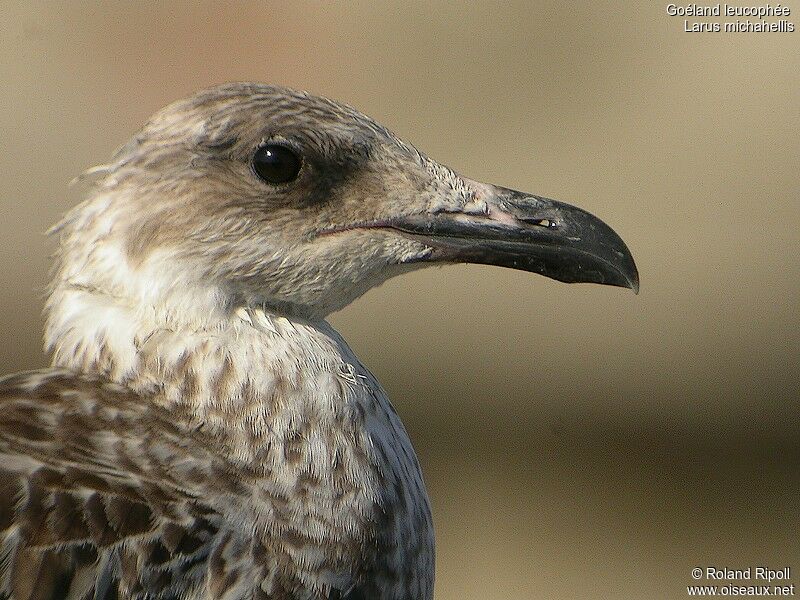 Goéland leucophéejuvénile