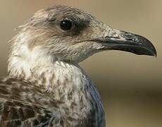 Yellow-legged Gull