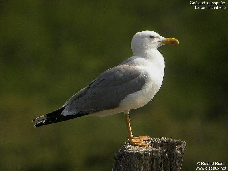 Yellow-legged Gulladult breeding