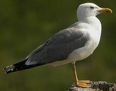 Yellow-legged Gull