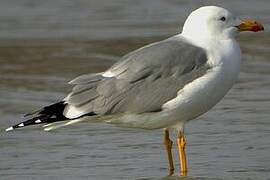 Yellow-legged Gull