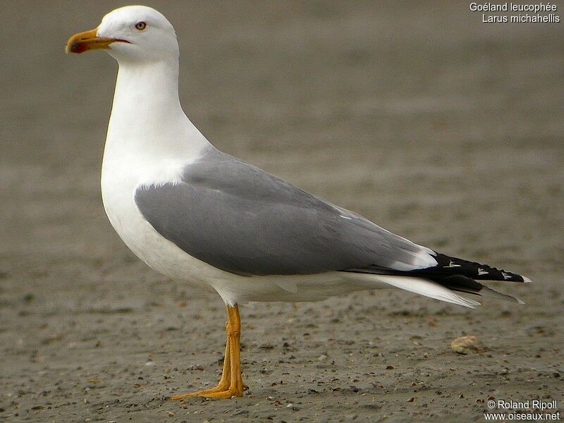 Yellow-legged Gulladult breeding