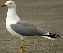 Yellow-legged Gull