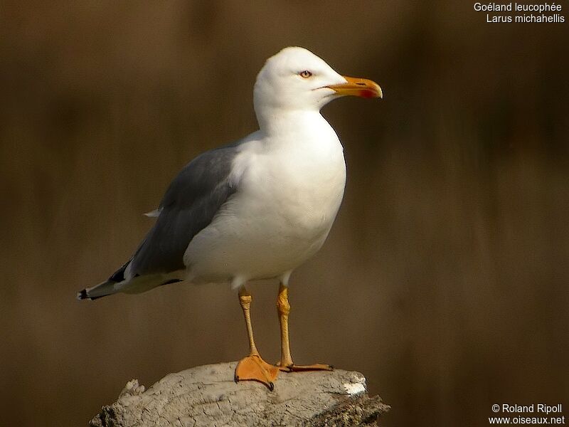 Yellow-legged Gulladult breeding