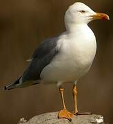 Yellow-legged Gull