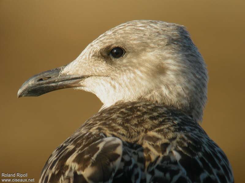 Goéland leucophéejuvénile, portrait