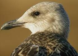 Yellow-legged Gull