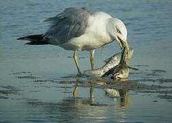 Yellow-legged Gull