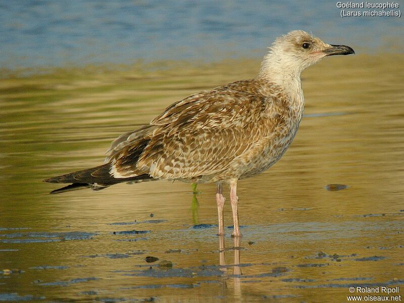 Yellow-legged Gulljuvenile