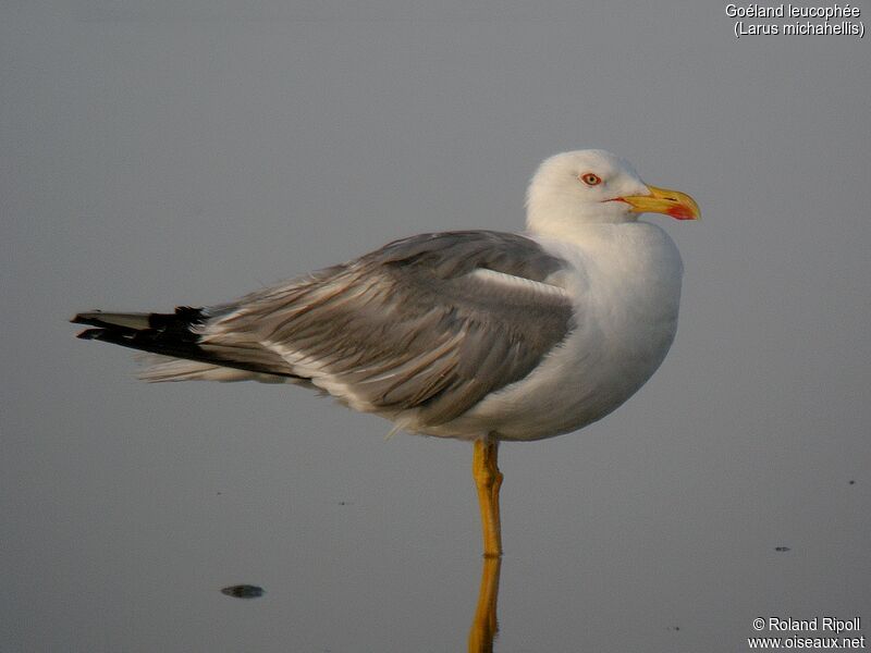 Yellow-legged Gulladult breeding