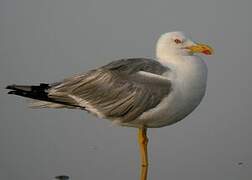 Yellow-legged Gull