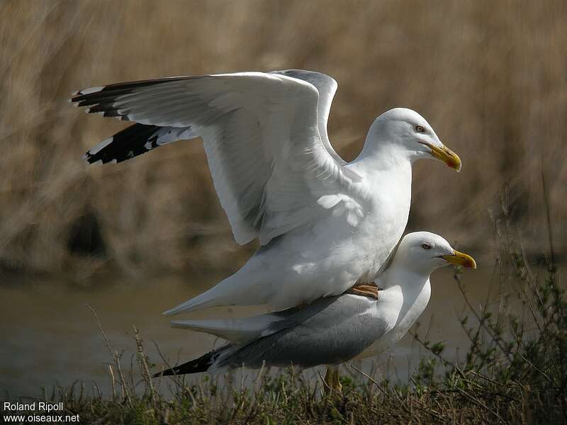 Goéland leucophéeadulte nuptial, accouplement.