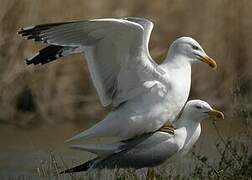 Yellow-legged Gull