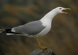 Yellow-legged Gull