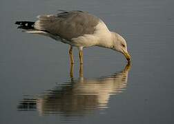 Yellow-legged Gull