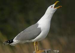 Yellow-legged Gull