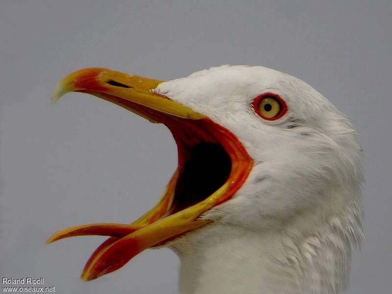 Yellow-legged Gulladult breeding, close-up portrait