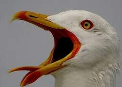 Yellow-legged Gull