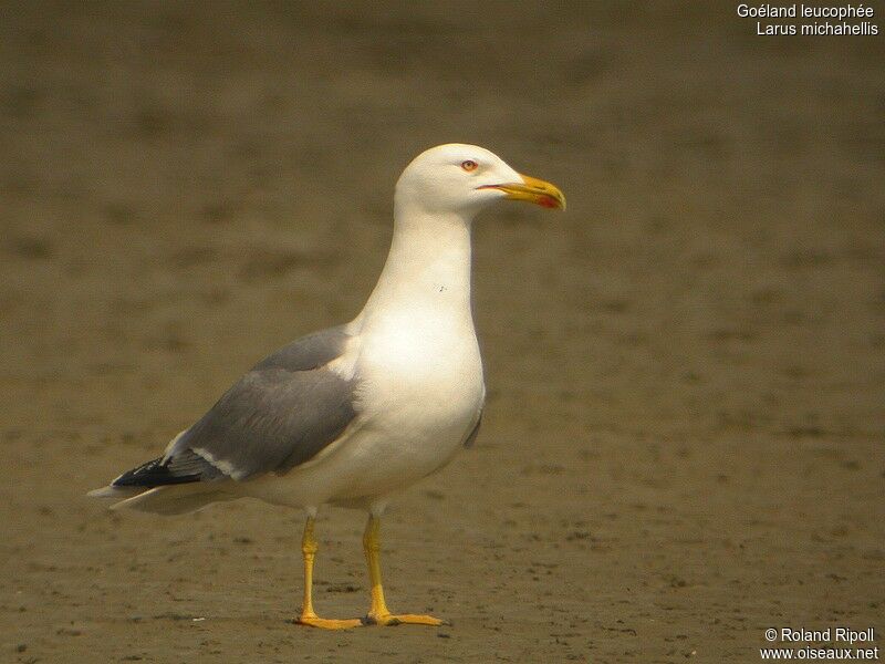 Yellow-legged Gulladult breeding