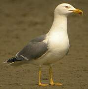 Yellow-legged Gull