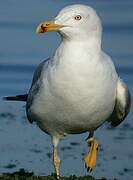 Yellow-legged Gull