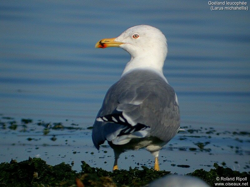 Yellow-legged Gull