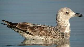 Yellow-legged Gull