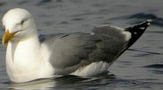 Yellow-legged Gull