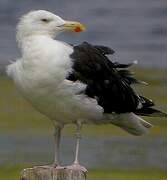 Great Black-backed Gull