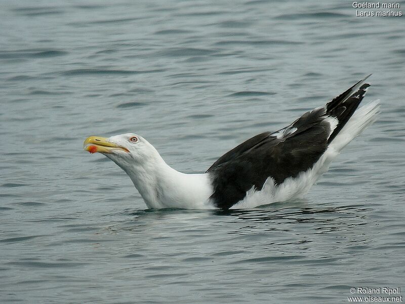 Great Black-backed Gull