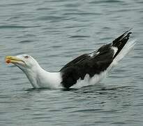 Great Black-backed Gull