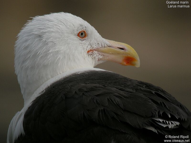 Great Black-backed Gull