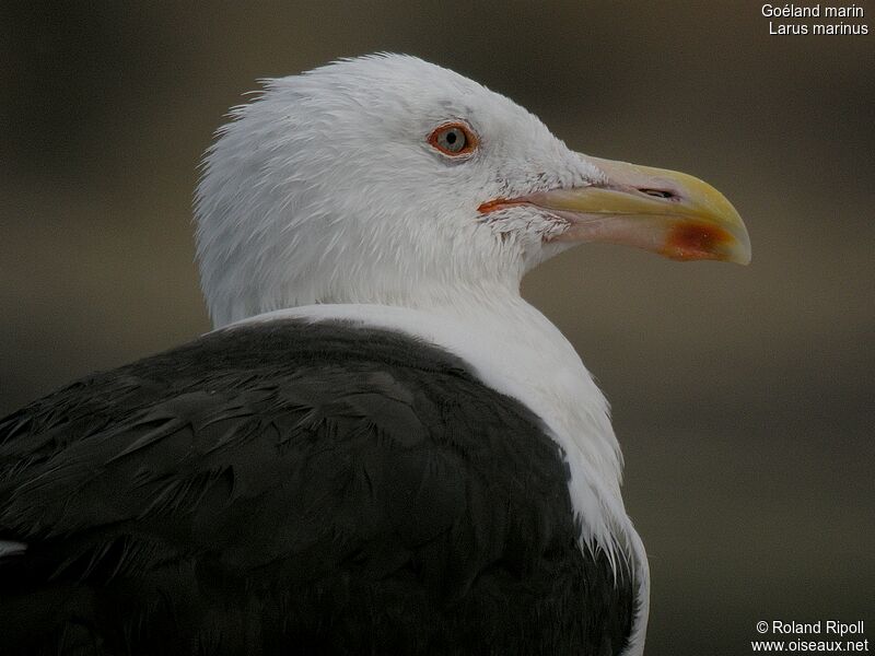 Great Black-backed Gull